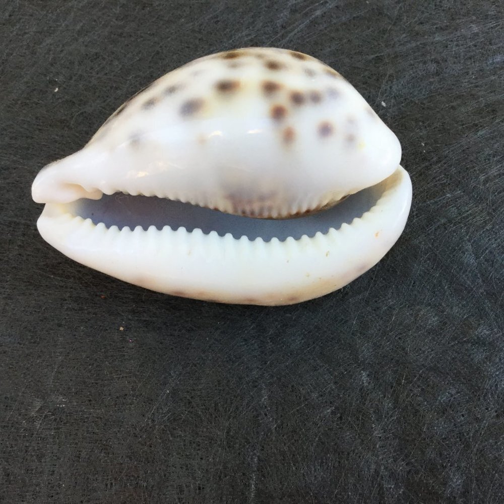 Natural Sea Shell - Picture 2 of 3